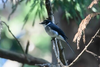 リュウキュウサンショウクイ こども自然公園 2021年12月11日(土)