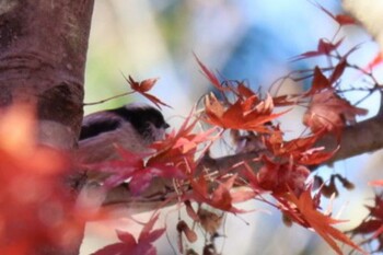 エナガ 舞岡公園 2021年12月4日(土)