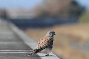 チョウゲンボウ 五主海岸 2021年12月11日(土)