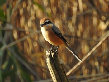 2021年12月11日(土) 葛西臨海公園の野鳥観察記録