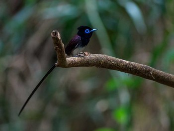 Black Paradise Flycatcher(illex) 沖縄県宮古島市 Wed, 6/26/2013