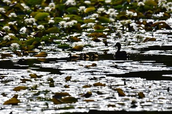 Eastern Spot-billed Duck Shakujii Park Fri, 6/2/2017