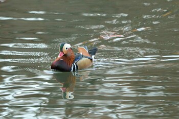 2021年12月11日(土) 薬師池公園の野鳥観察記録