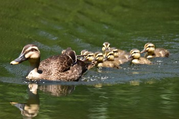 Eastern Spot-billed Duck Shakujii Park Fri, 6/2/2017