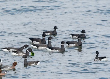 Brant Goose Unknown Spots Sun, 12/12/2021