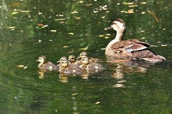 Eastern Spot-billed Duck Shakujii Park Fri, 6/2/2017