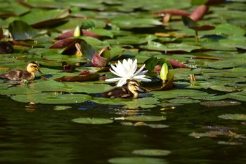 カルガモ 石神井公園 2017年6月2日(金)