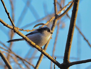 2021年12月10日(金) 昭和の森の野鳥観察記録
