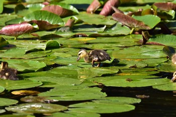 Eastern Spot-billed Duck Shakujii Park Fri, 6/2/2017