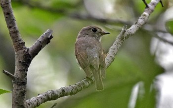 Asian Brown Flycatcher Unknown Spots Sun, 5/28/2017