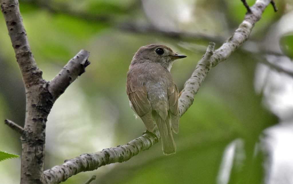 Photo of Asian Brown Flycatcher at  by くまのみ