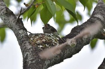 Asian Brown Flycatcher Unknown Spots Sun, 5/28/2017