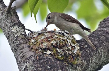 Asian Brown Flycatcher Unknown Spots Sun, 5/28/2017