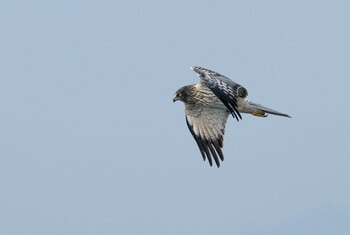 Eastern Marsh Harrier Unknown Spots Sun, 12/12/2021