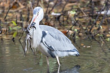 Thu, 12/9/2021 Birding report at Shinjuku Gyoen National Garden