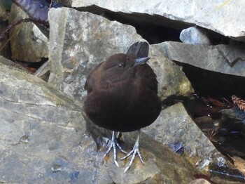 2021年12月11日(土) 広島県の野鳥観察記録