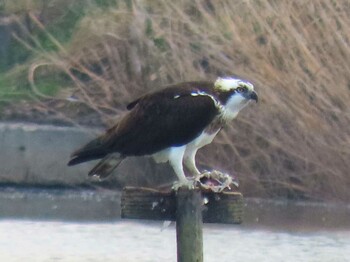 Sun, 12/12/2021 Birding report at 弥富野鳥園