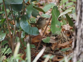 ウグイス 葛西臨海公園 2021年12月12日(日)