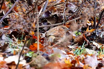 カヤクグリ 早戸川林道 2021年12月12日(日)