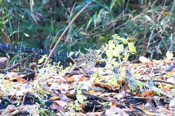 White's Thrush 東京都立桜ヶ丘公園(聖蹟桜ヶ丘) Sun, 12/12/2021