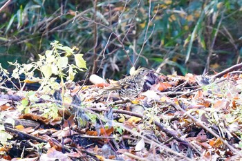 トラツグミ 東京都立桜ヶ丘公園(聖蹟桜ヶ丘) 2021年12月12日(日)