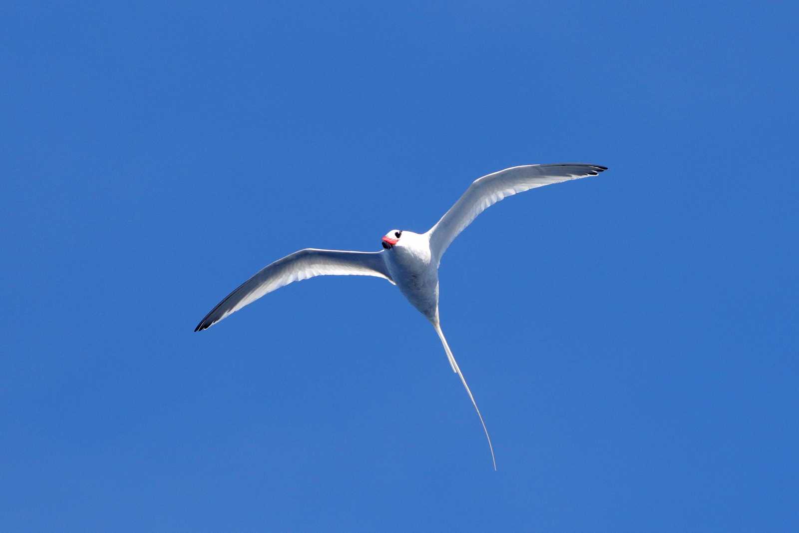 Islas Revillagigedo (Mexico) アカハシネッタイチョウの写真 by とみやん