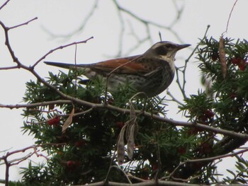 2021年12月12日(日) 中島公園の野鳥観察記録