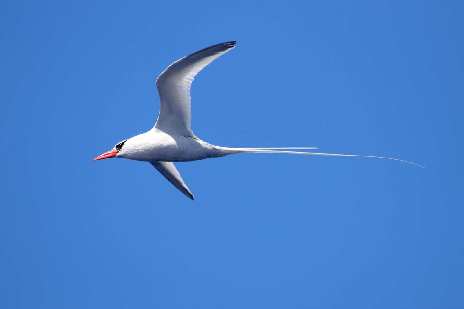 Red-billed Tropicbird