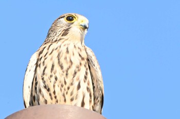 2021年12月12日(日) 新横浜公園の野鳥観察記録