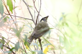 Sat, 2/11/2017 Birding report at Royal National Park