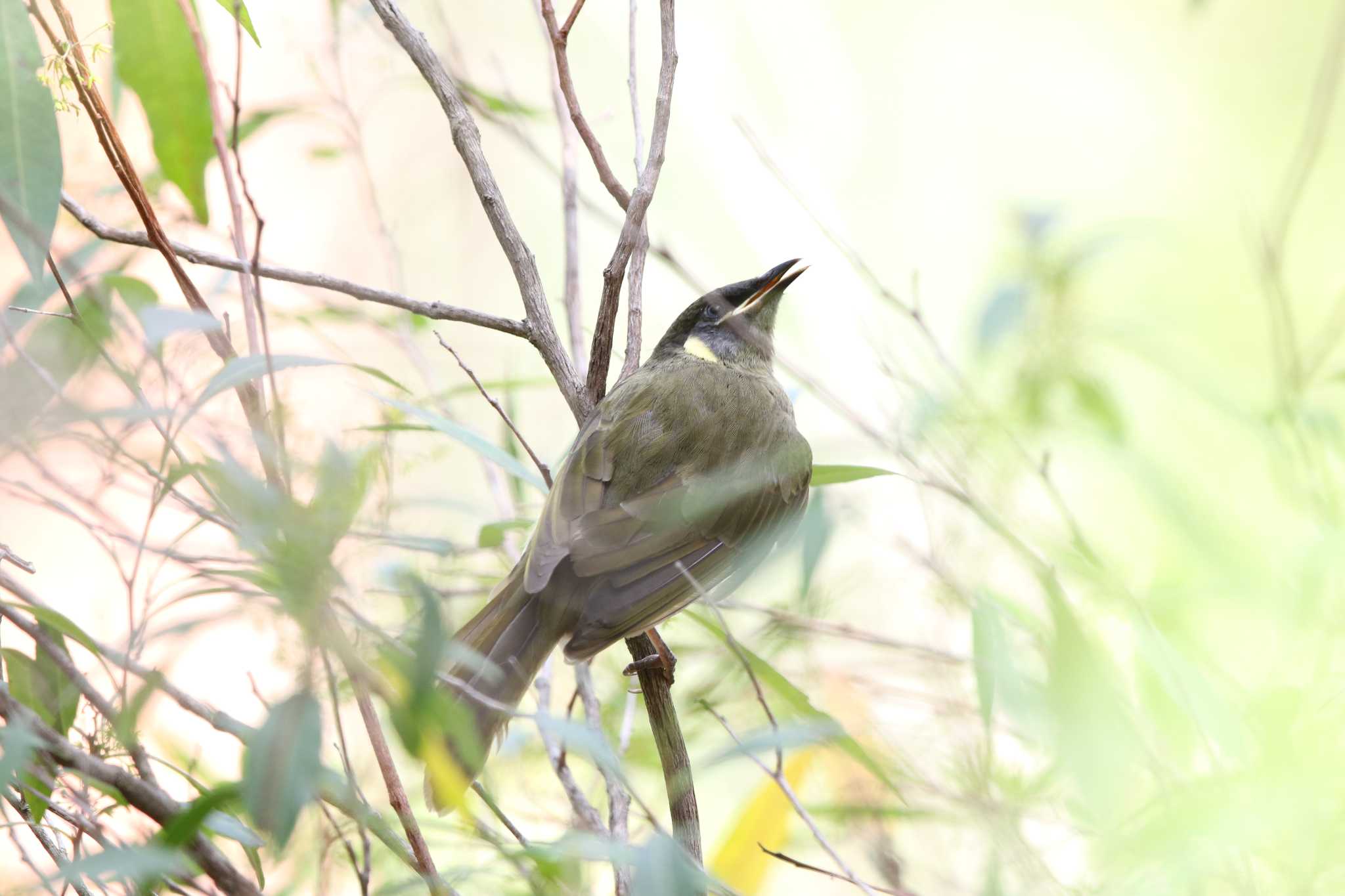 Photo of Lewin's Honeyeater at Royal National Park by Trio