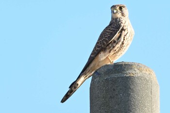 チョウゲンボウ 新横浜公園 2021年12月12日(日)