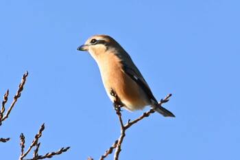 モズ 新横浜公園 2021年12月12日(日)