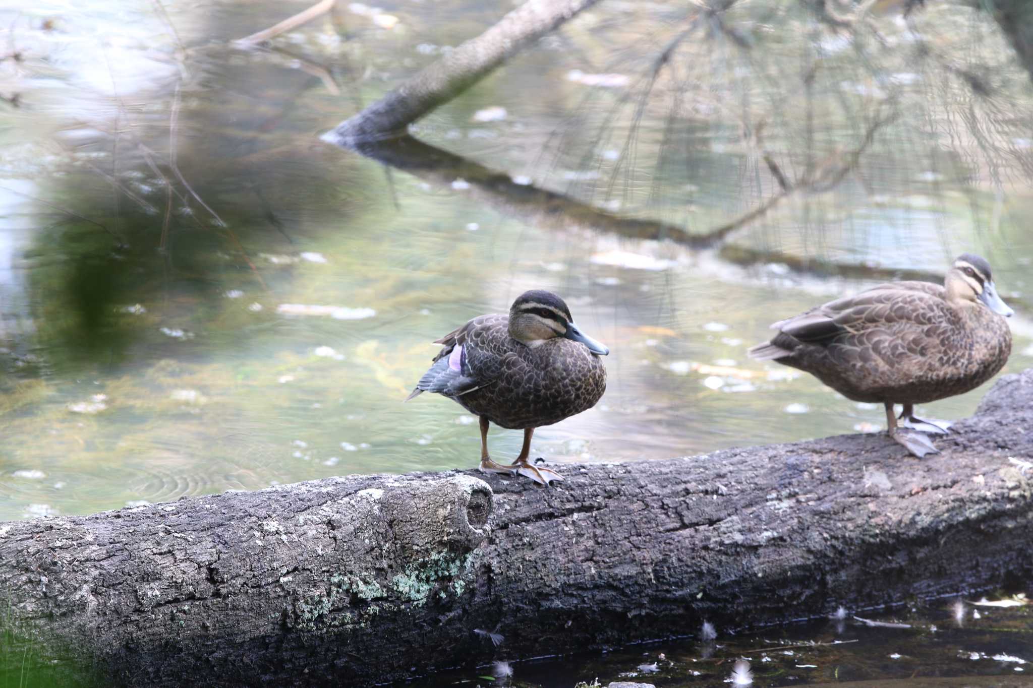 Royal National Park マミジロカルガモの写真 by Trio