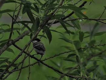 Coal Tit 逆さ川緑地 Sat, 5/27/2017