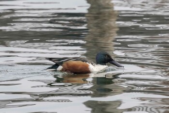 ハシビロガモ におの浜 2021年12月12日(日)