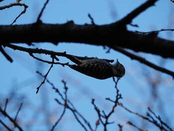 2021年12月11日(土) 泉の森公園の野鳥観察記録