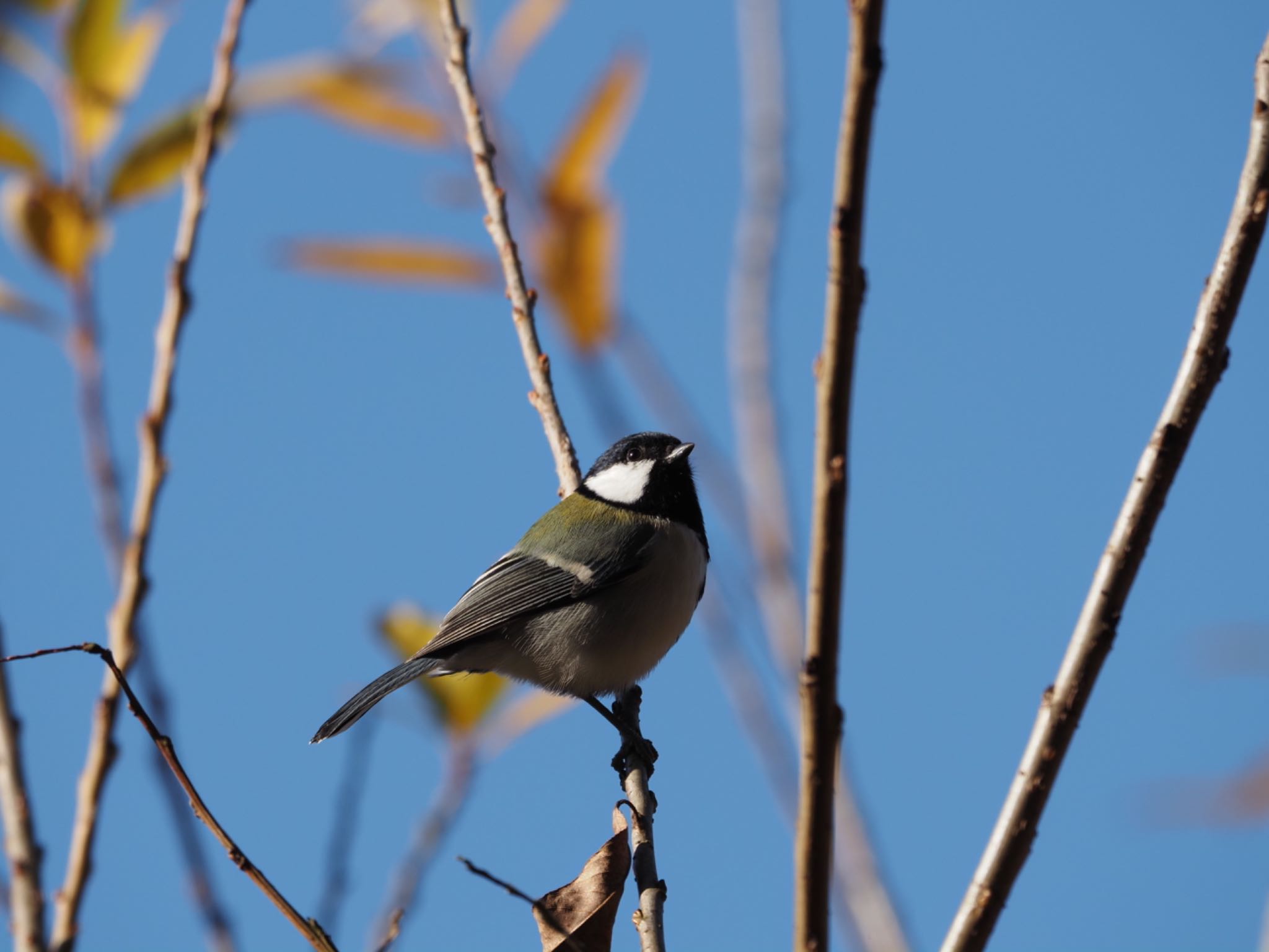 シジュウカラ