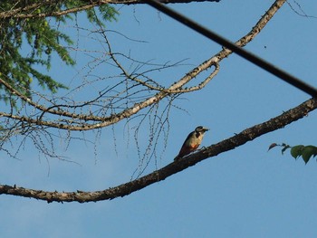 Great Spotted Woodpecker 清里 Sun, 5/28/2017