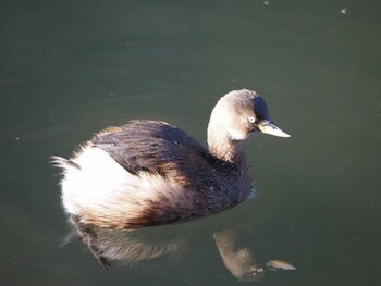 カイツブリ 泉の森公園 2021年12月11日(土)