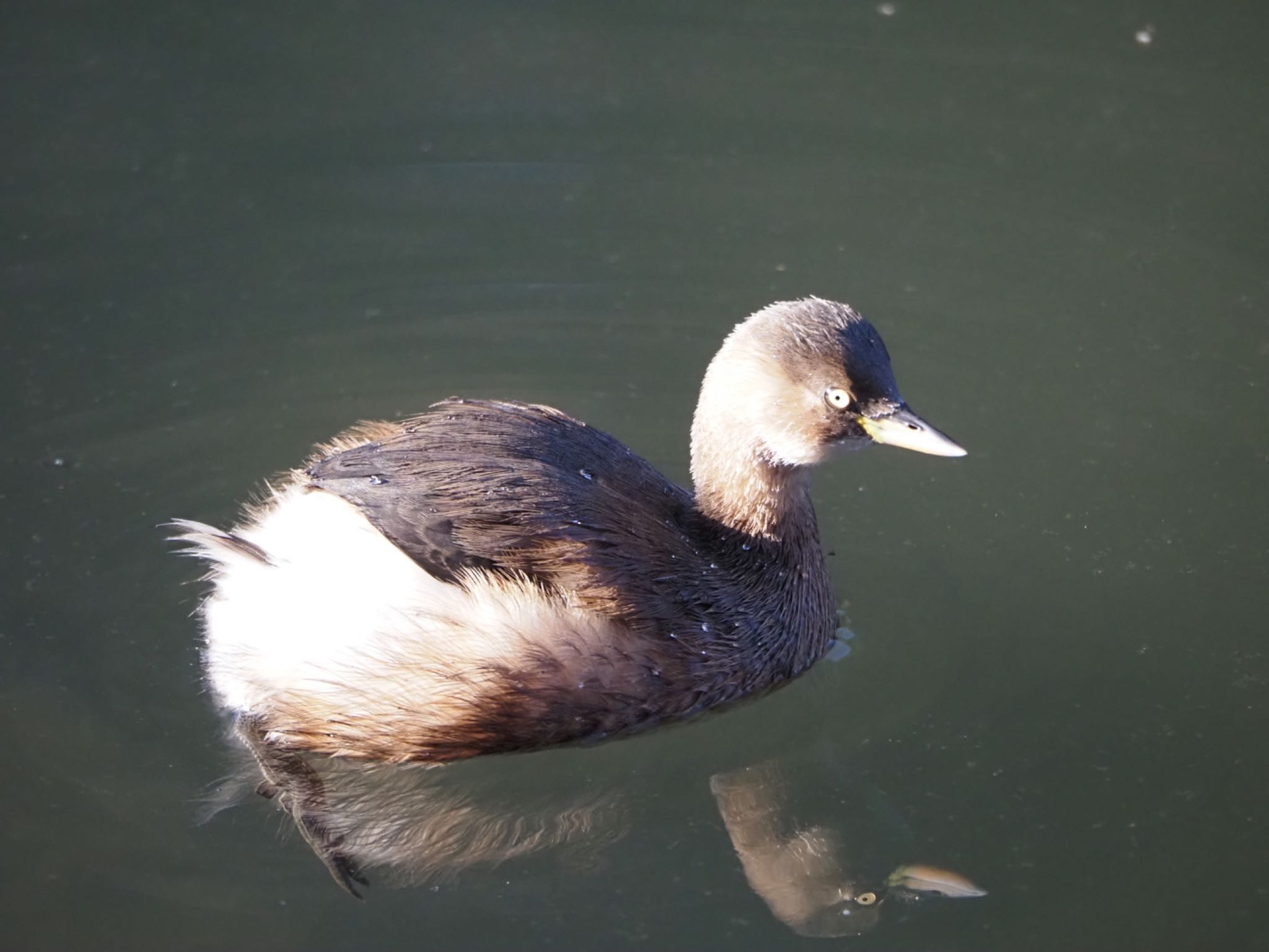 泉の森公園 カイツブリの写真 by メメタァ