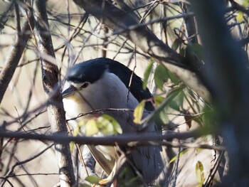 ゴイサギ 泉の森公園 2021年12月11日(土)