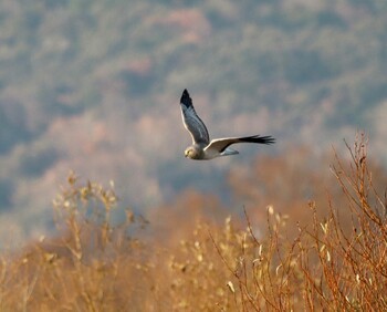 Hen Harrier Unknown Spots Sat, 12/11/2021