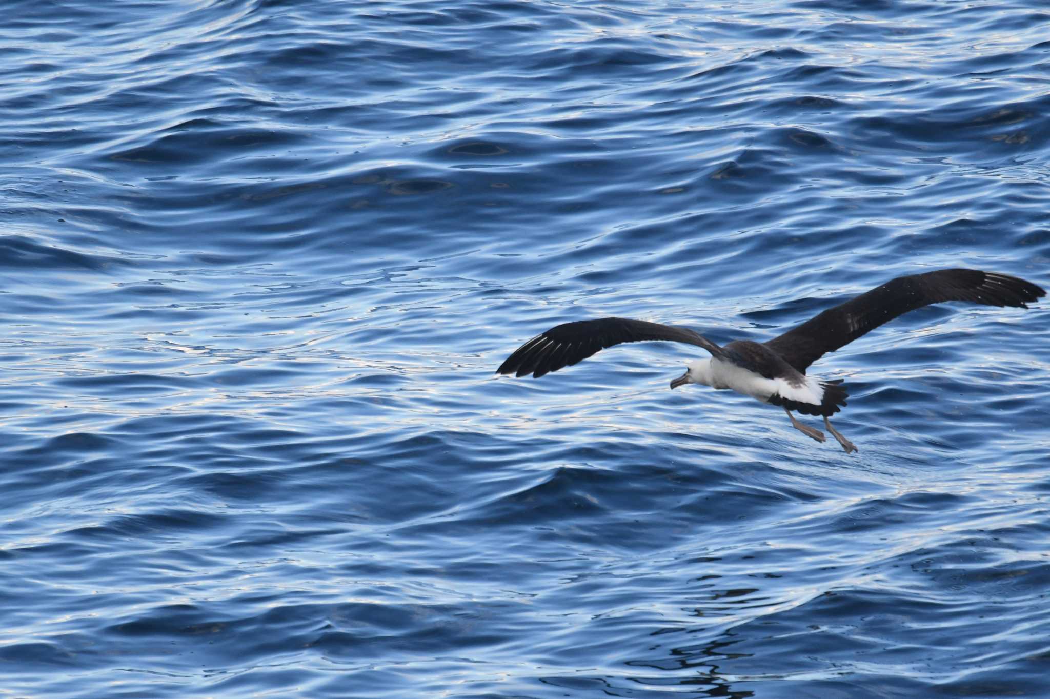 Photo of Laysan Albatross at 大洗-苫小牧航路 by あひる