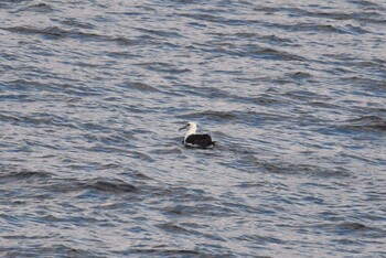 Laysan Albatross 大洗-苫小牧航路 Fri, 10/22/2021