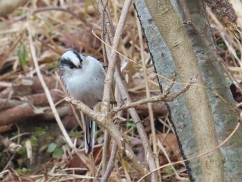 Long-tailed Tit Kejonuma Swamp Sun, 12/12/2021