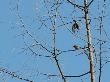 Warbling White-eye 清里 Sun, 5/28/2017