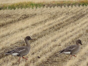 Tundra Bean Goose Kejonuma Swamp Sun, 12/12/2021