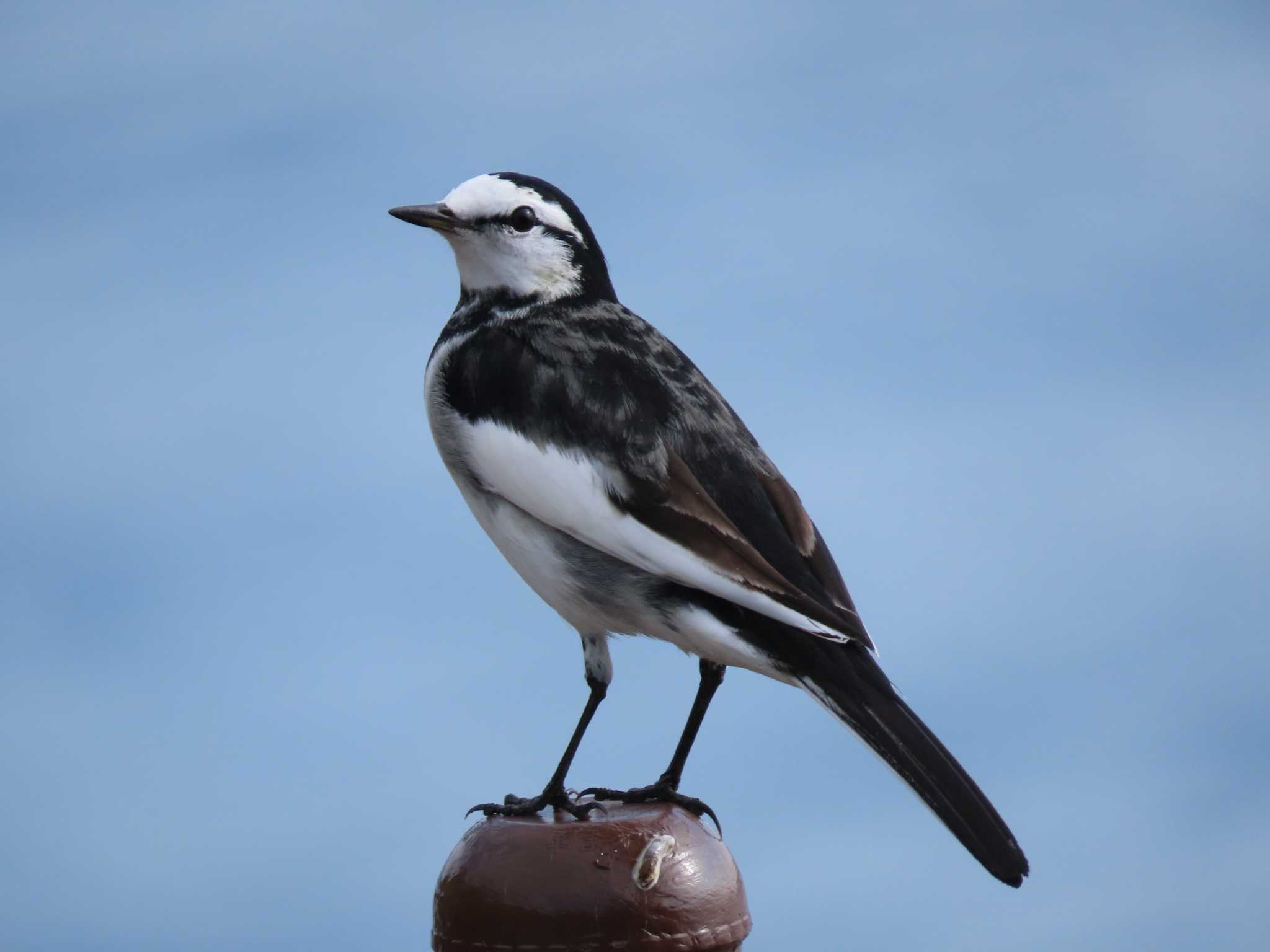 Photo of White Wagtail at 浜名湖 by sword-fish8240