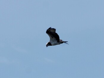 Osprey Watarase Yusuichi (Wetland) Sun, 12/12/2021